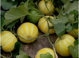 蔬菜種子種植戶客戶點(diǎn)評(píng)-金帝薄皮甜瓜，果形漂亮