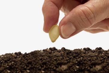 蔬菜種子栽培技術(shù)-<b>夏天播種、栽培注意事項</b>