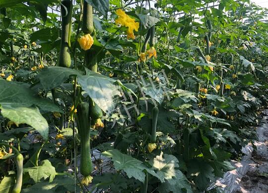 蔬菜種子種植戶客戶點(diǎn)評(píng)-種植“優(yōu)比1號(hào)”差的用戶，差到什么樣子？