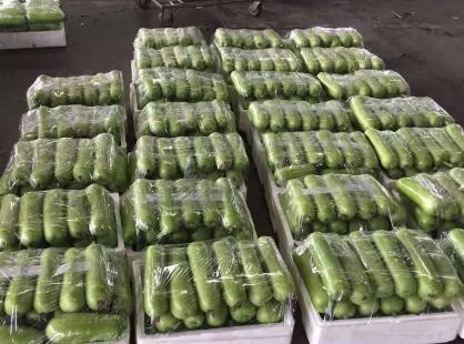 蔬菜種子種植戶客戶點(diǎn)評-上市早，價(jià)格好！我連續(xù)種了三年，滿意！