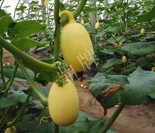 蔬菜種子種植戶客戶點(diǎn)評-上市了，14元/公斤。河南客戶發(fā)來…