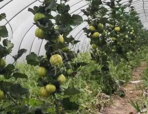 蔬菜種子種植戶客戶點(diǎn)評-我的乖乖，一株坐果15個(gè)，6元1斤，好賣得很！