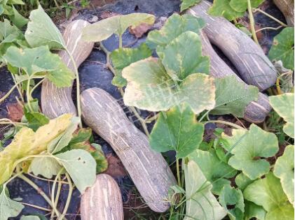 蔬菜種子種植戶客戶點評-了解它，就能種好它，獲得更高收入?。?！