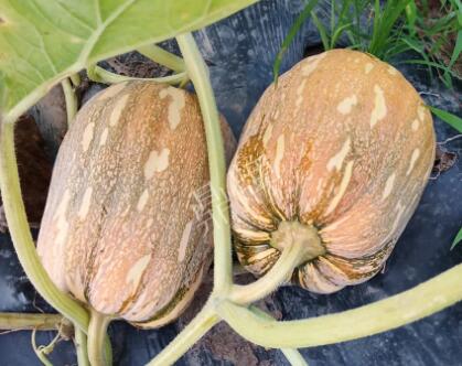 蔬菜種子種植戶客戶點(diǎn)評(píng)-“押寶”押對(duì)了，押對(duì)這個(gè)品種賺了2倍錢！