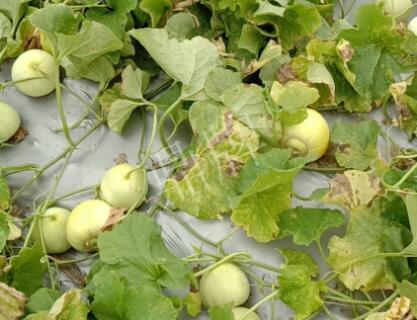 蔬菜種子種植戶客戶點(diǎn)評-低溫寡照的天氣，它仍然優(yōu)秀！