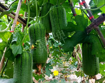 蔬菜種子種植戶客戶點(diǎn)評(píng)-這個(gè)新品種，讓我“頭痛”…