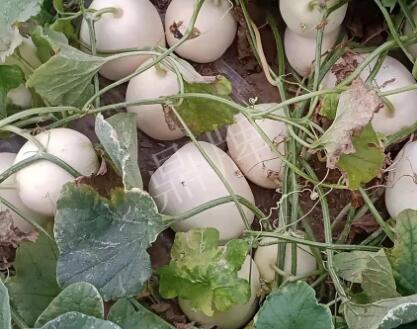 蔬菜種子種植戶客戶點(diǎn)評-“甜，真甜，真是甜！”