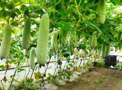 蔬菜種子種植戶客戶點(diǎn)評-我種的冬瓜，肉緊味甜，按個(gè)賣！