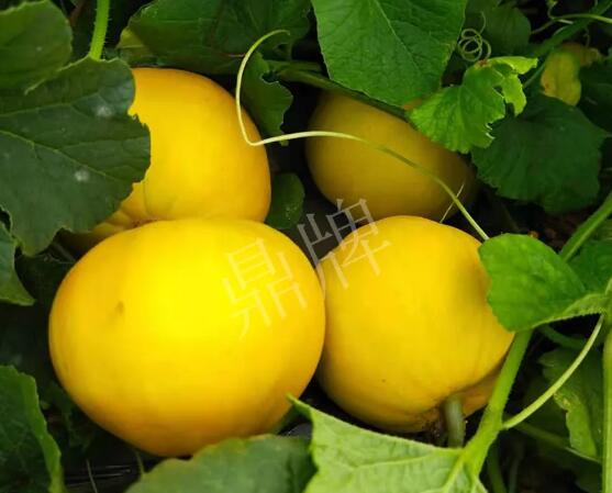 蔬菜種子種植戶客戶點(diǎn)評(píng)-純賺50萬，我這個(gè)“張大膽”榮光了一把！