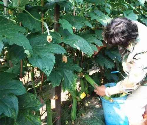 優(yōu)秀絲瓜作品展播，請為菜農(nóng)劉健平夫婦點贊