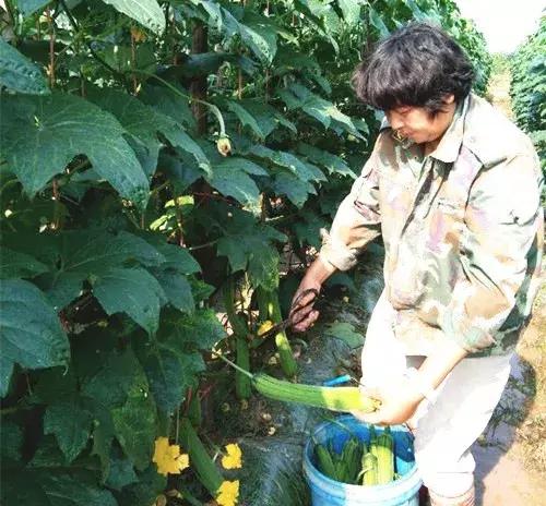 優(yōu)秀絲瓜作品展播，請為菜農(nóng)劉健平夫婦點贊