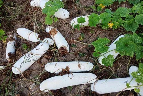 您種植過“堆堆瓜”嗎？看一看，地上全是瓜！一睹芳容