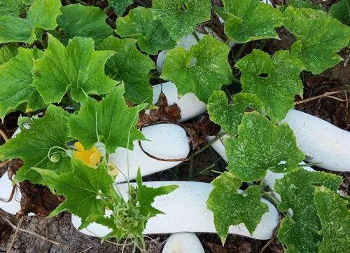 您種植過“堆堆瓜”嗎？看一看，地上全是瓜！一睹芳容