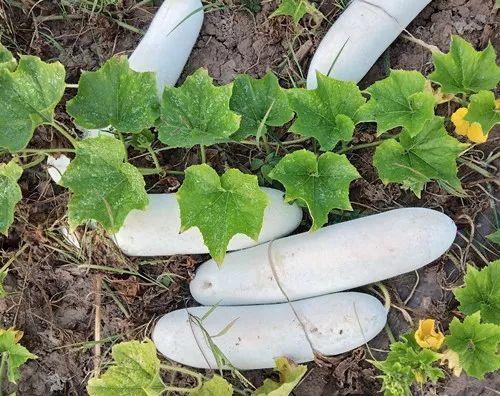 您種植過“堆堆瓜”嗎？看一看，地上全是瓜！一睹芳容