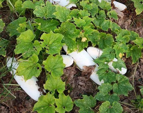 您種植過“堆堆瓜”嗎？看一看，地上全是瓜！一睹芳容