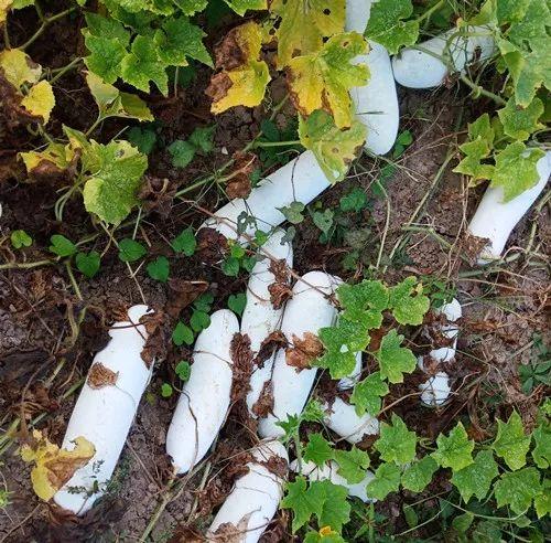 您種植過“堆堆瓜”嗎？看一看，地上全是瓜！一睹芳容