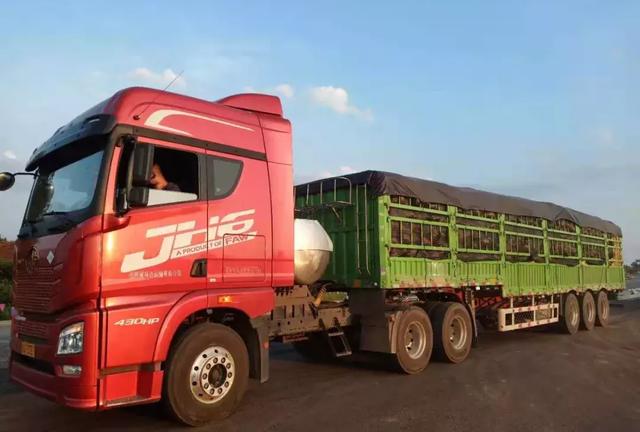 種南瓜竟然種出“麻煩”了，瓜販搶購，電視臺記者也趕來了