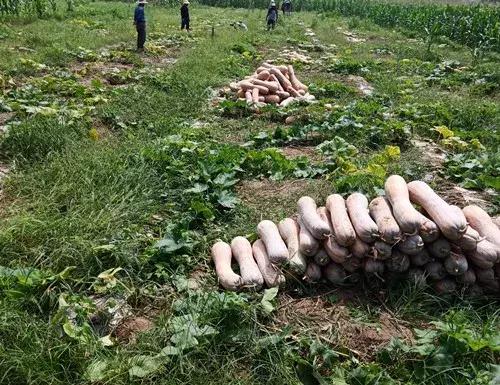 種南瓜竟然種出“麻煩”了，瓜販搶購，電視臺記者也趕來了