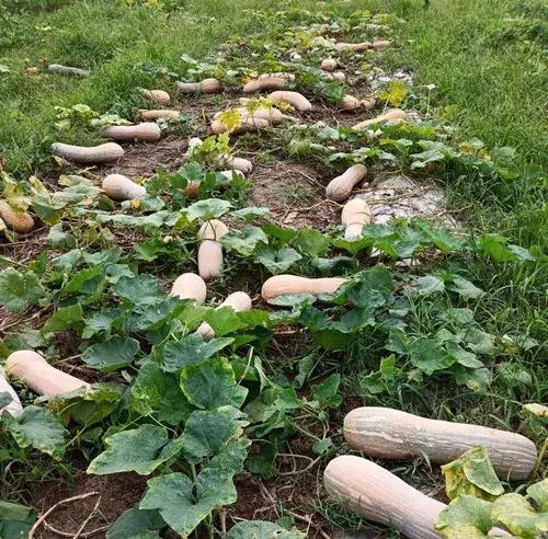 種南瓜竟然種出“麻煩”了，瓜販搶購，電視臺記者也趕來了