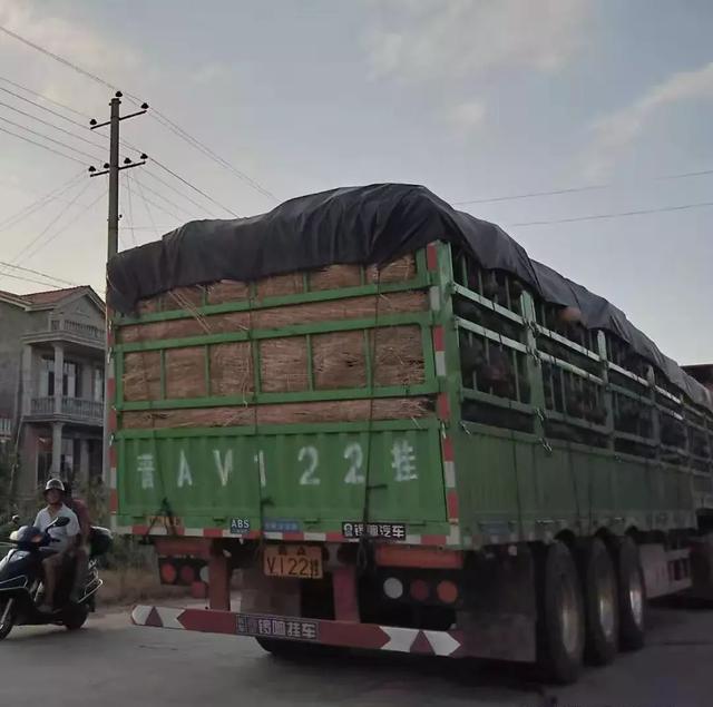 種南瓜竟然種出“麻煩”了，瓜販搶購，電視臺記者也趕來了