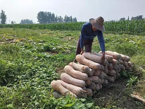 種南瓜竟然種出“麻煩”了，瓜販搶購，電視臺記者也趕來了