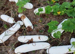 蔬菜種子種植戶客戶點(diǎn)評(píng)-您種植過(guò)“堆堆瓜”嗎？看一看，地上全是瓜！一睹芳容！