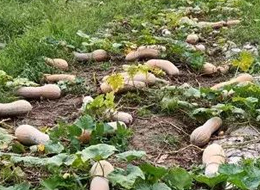 蔬菜種子種植戶客戶點(diǎn)評(píng)-周小為種植的健美蜜本又被報(bào)銷了，連電視臺(tái)記者也趕來(lái)了！