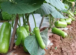 蔬菜種子種植戶客戶點(diǎn)評-浙江菜農(nóng)種植的鼎牌瓠瓜喜獲豐收，又賣上了好價(jià)錢!