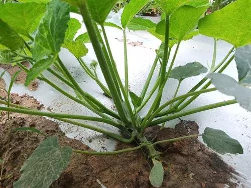 菜農(nóng)種植無(wú)需噴農(nóng)藥的蔬菜，不僅栽培簡(jiǎn)單、而且效益高