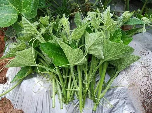 菜農(nóng)種植無(wú)需噴農(nóng)藥的蔬菜，不僅栽培簡(jiǎn)單、而且效益高