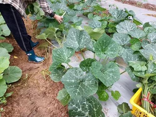 菜農(nóng)種植無(wú)需噴農(nóng)藥的蔬菜，不僅栽培簡(jiǎn)單、而且效益高