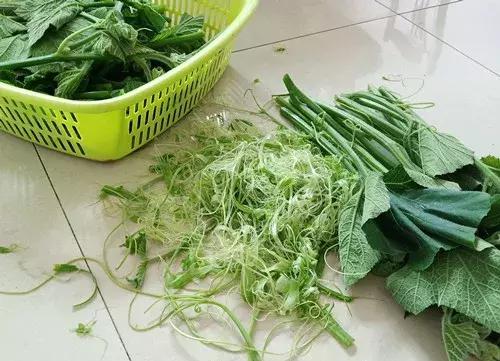 菜農(nóng)種植無(wú)需噴農(nóng)藥的蔬菜，不僅栽培簡(jiǎn)單、而且效益高