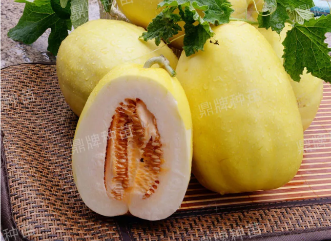 雇工難、成本高，想種甜瓜怎么辦？