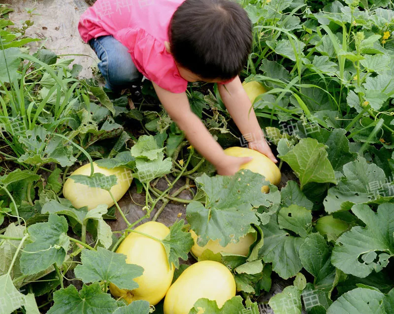 雇工難、成本高，想種甜瓜怎么辦？