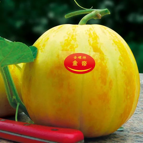 薄皮甜瓜，哪個品種最好呢？畝產(chǎn)高達10萬，附4種市場爆款品種