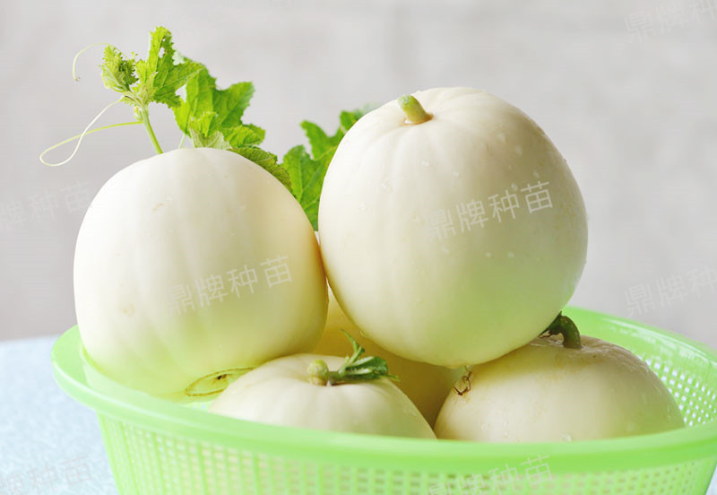 就這4個薄皮甜瓜，畝產萬斤很輕松，瓜果菜農搶著種植