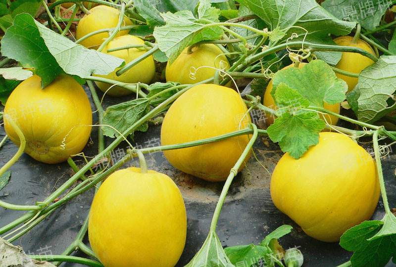 就這4個薄皮甜瓜，畝產萬斤很輕松，瓜果菜農搶著種植
