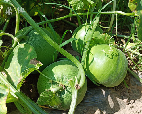 就這4個薄皮甜瓜，畝產萬斤很輕松，瓜果菜農搶著種植