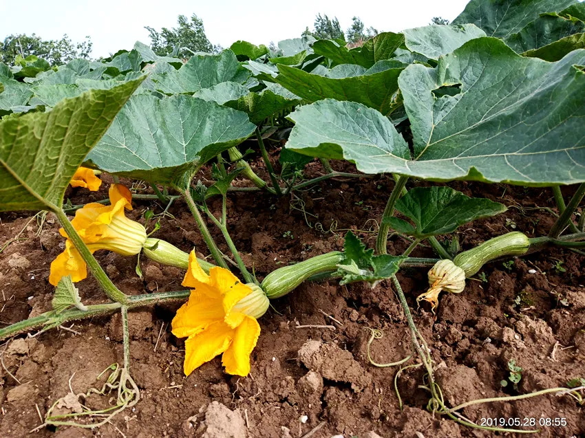 3元1斤的健美蜜本南瓜快成熟了，緬甸種植戶發(fā)來圖片與視頻