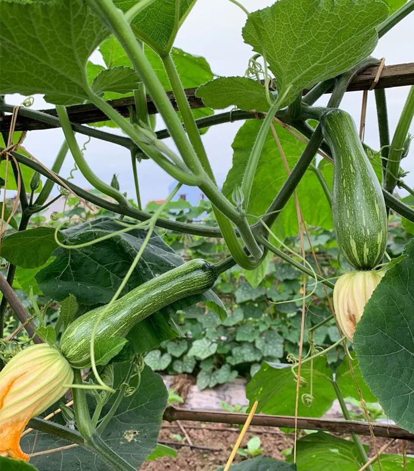 3元1斤的健美蜜本南瓜快成熟了，緬甸種植戶發(fā)來圖片與視頻