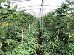 蔬菜種子種植戶客戶點(diǎn)評-這個(gè)品種，結(jié)瓜太夸張了！太恐怖了！