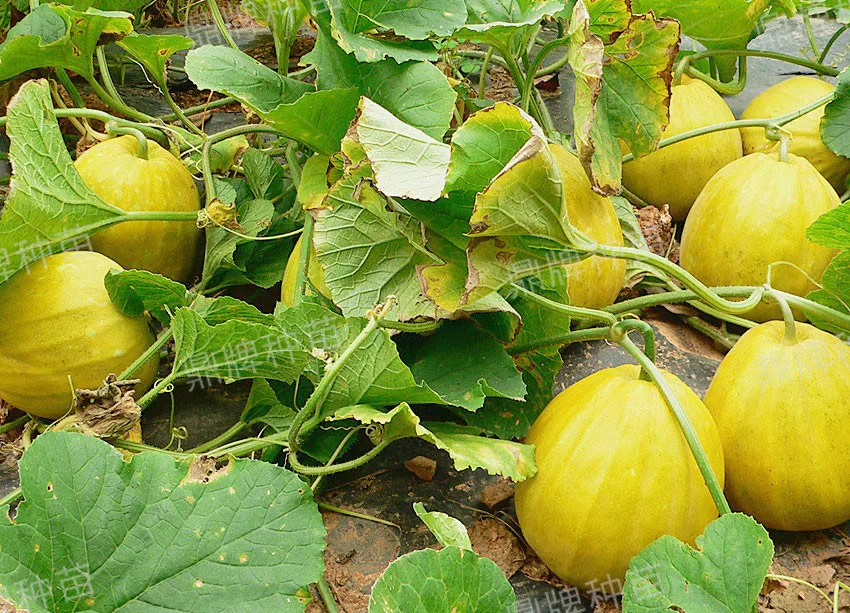高溫季節(jié)種植甜瓜，什么品種最好？這個品種是秋季上市的專用品種
