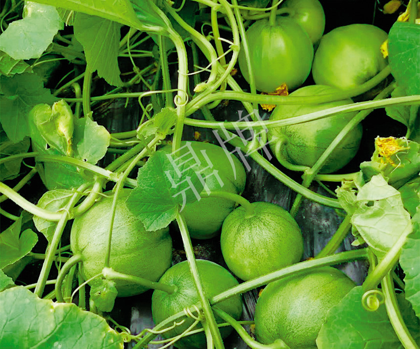 7元一斤還遭瘋搶，畝收益超2萬元！到底什么甜瓜能這么牛？