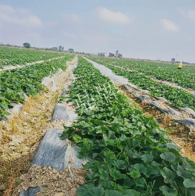 7元一斤還遭瘋搶，畝收益超2萬元！到底什么甜瓜能這么牛？