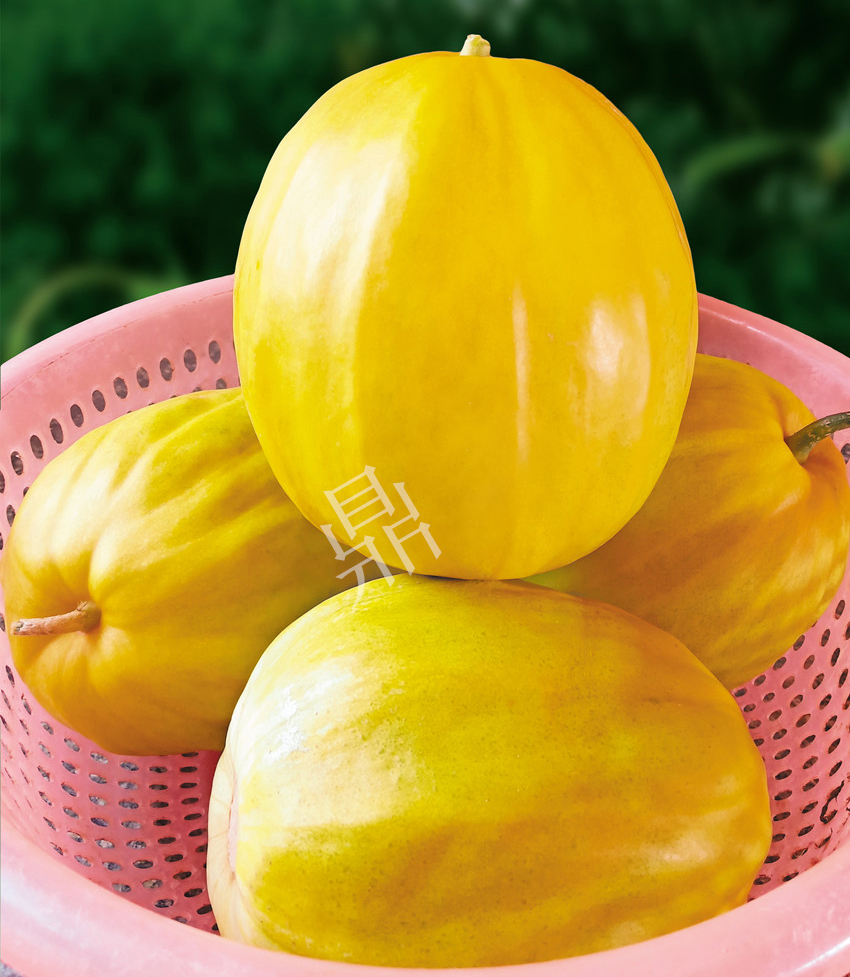 優(yōu)質(zhì)甜瓜新品種！畝產(chǎn)最高可達(dá)7000斤！還沒(méi)有畸形瓜