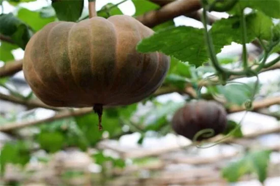 知道最甜最面的南瓜品種嗎？盤(pán)點(diǎn)十種有營(yíng)養(yǎng)的甜面南瓜...