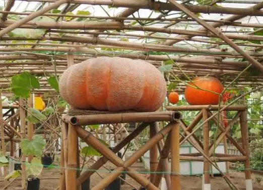 知道最甜最面的南瓜品種嗎？盤(pán)點(diǎn)十種有營(yíng)養(yǎng)的甜面南瓜...