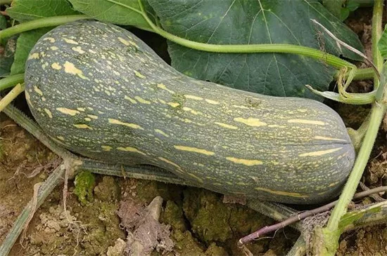 知道最甜最面的南瓜品種嗎？盤(pán)點(diǎn)十種有營(yíng)養(yǎng)的甜面南瓜...