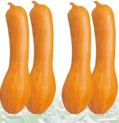 知道最甜最面的南瓜品種嗎？盤(pán)點(diǎn)十種有營(yíng)養(yǎng)的甜面南瓜...