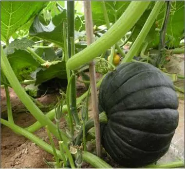 知道最甜最面的南瓜品種嗎？盤(pán)點(diǎn)十種有營(yíng)養(yǎng)的甜面南瓜...